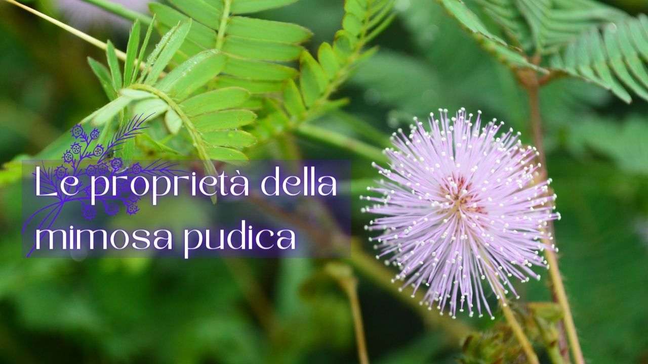 mimosa pudica proprietà