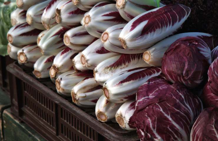 Culetto del radicchio fresco riutilizzo