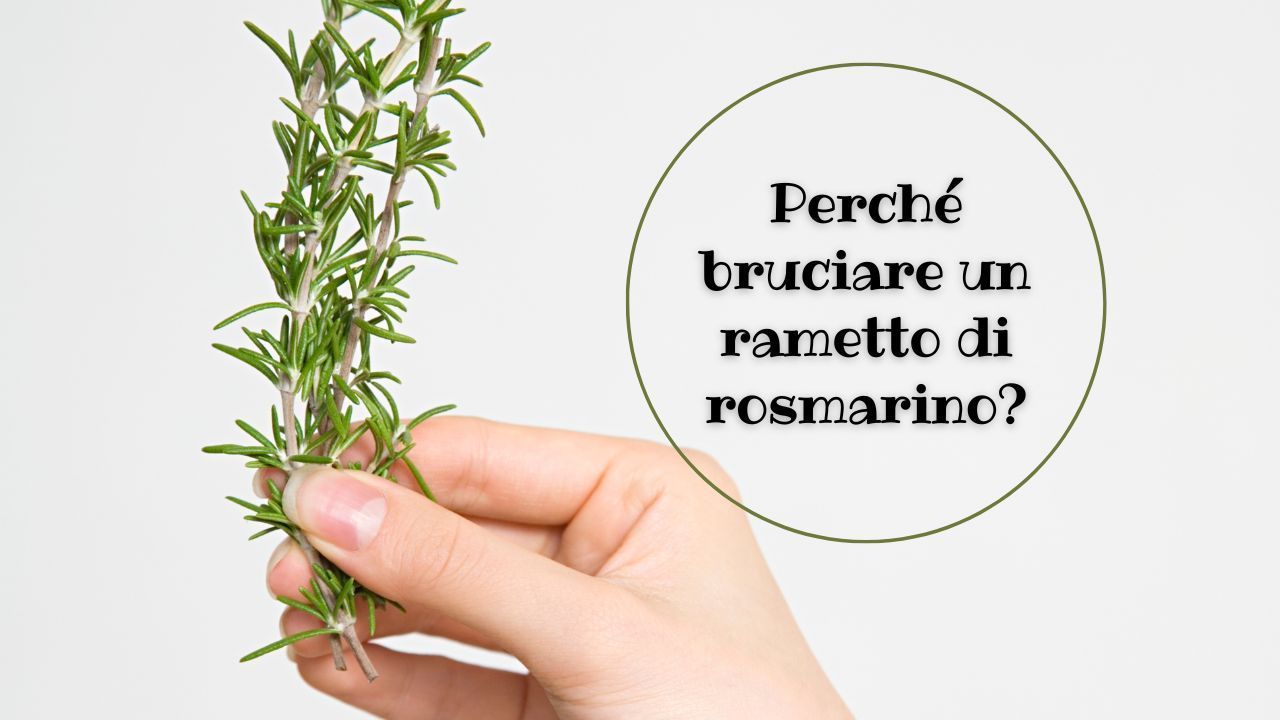 ramo rosmarino benefici