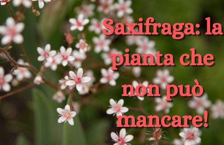 saxifraga pianta