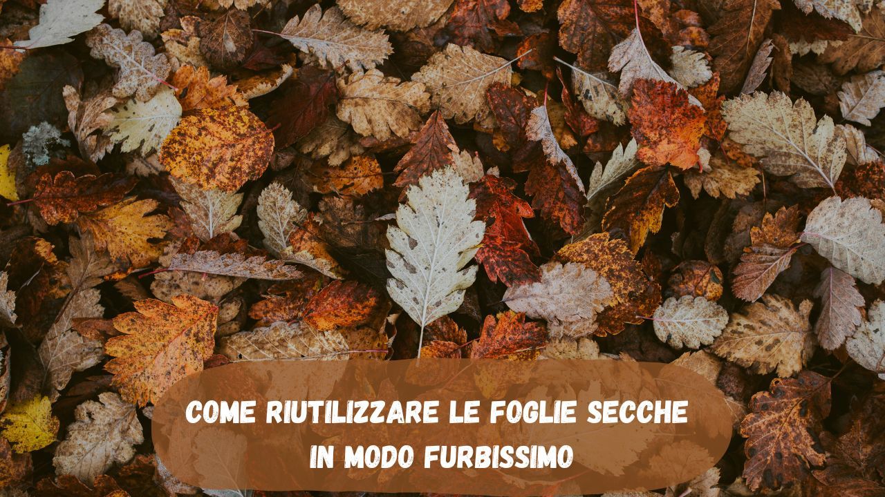 Riutilizzare foglie secche