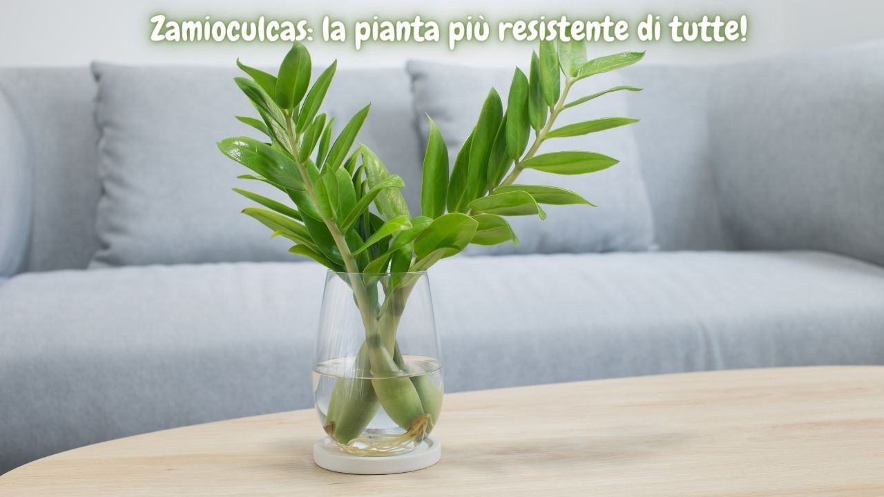 pianta tropicale