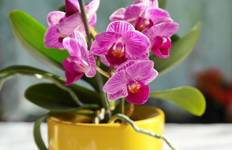 recuperare l'orchidea