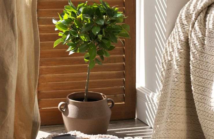 ficus benjamina