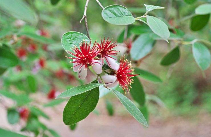 potatura fiori