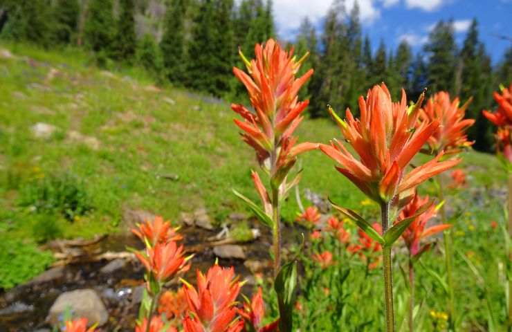 fiore di montagna