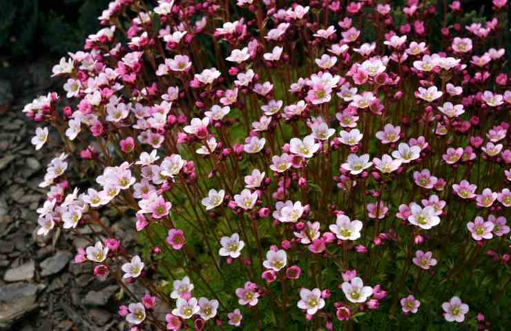 cura della saxifraga