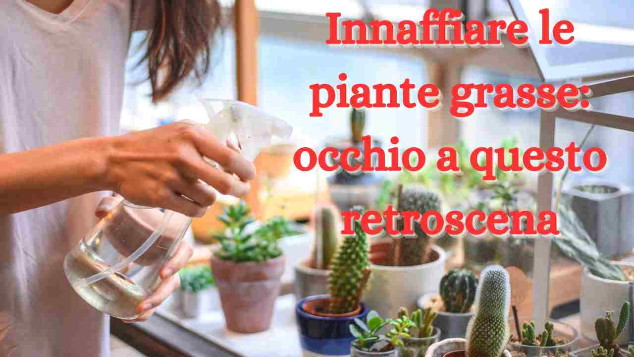 innaffiare le piante grasse