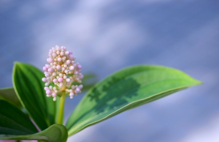 boccioli medinilla