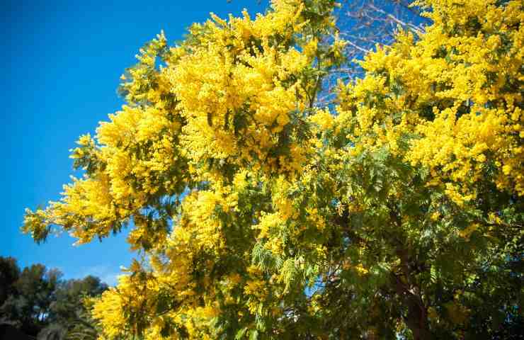 fioritura mimosa