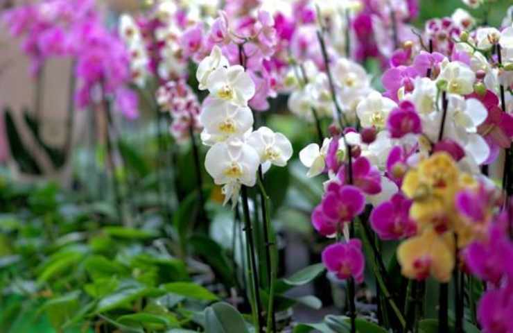 orchidee proprietà