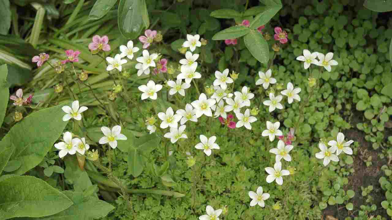 saxifraga in fiore