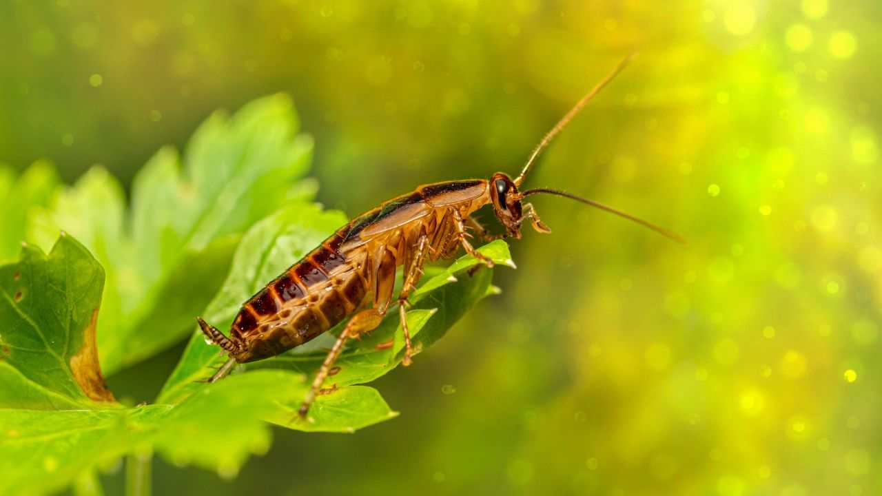 scarafaggi pericolose patologie trasmissibili
