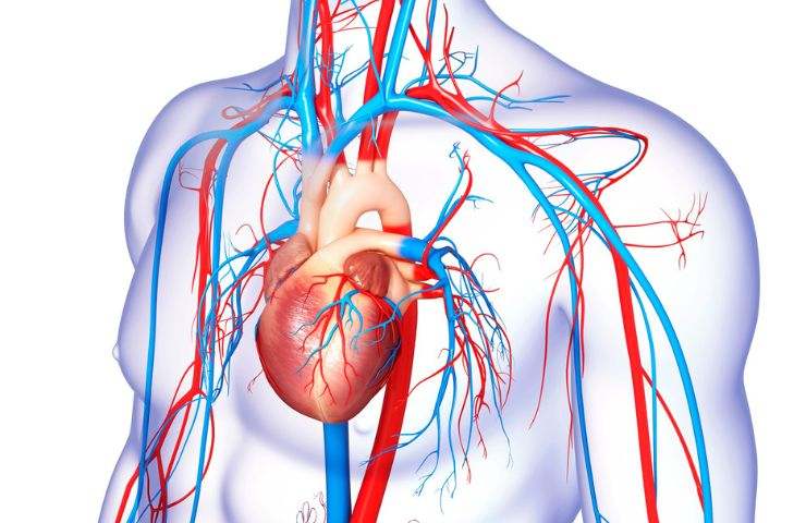 come migliorare la circolazione sanguigna