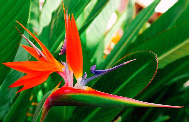 Strelitzia fiore