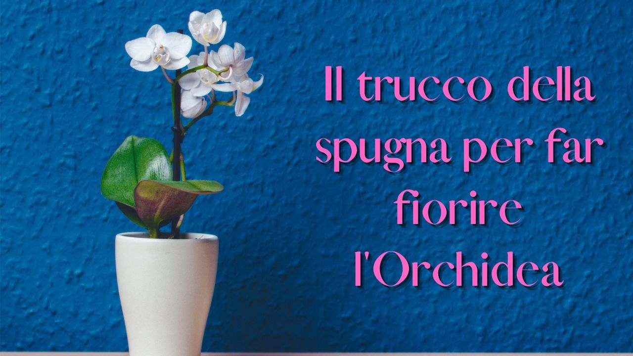 orchidea trucco