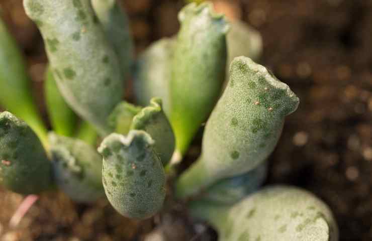 Coltivare Adromischus