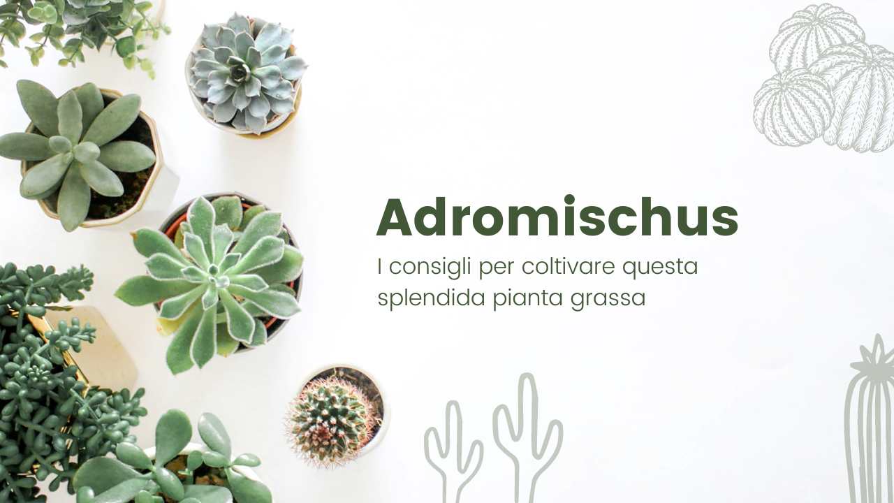 Adromischus coltivare