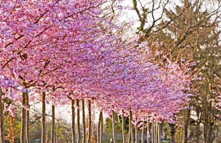 come potare l'albero di ciliegio