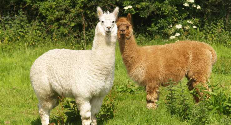 Passeggiare con Alpaca