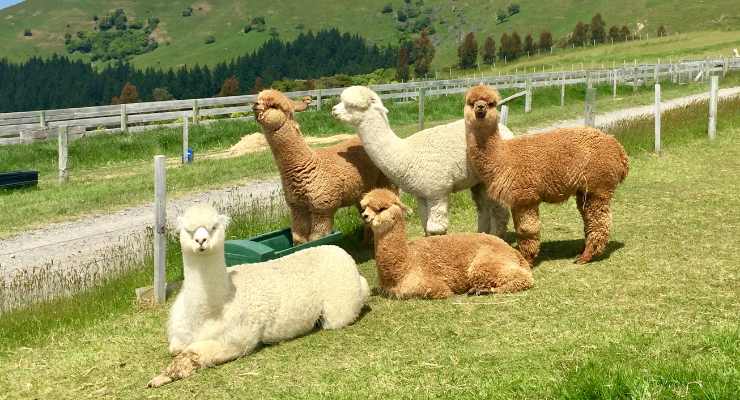 Passeggiata con Alpaca