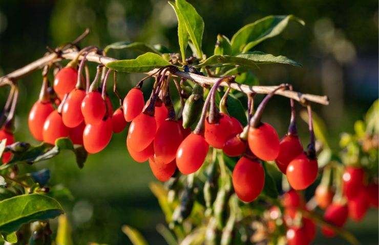 Bacche di Goji in casa