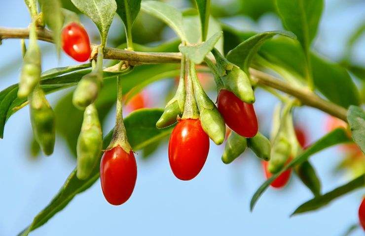 coltivare pianta bacche di goji