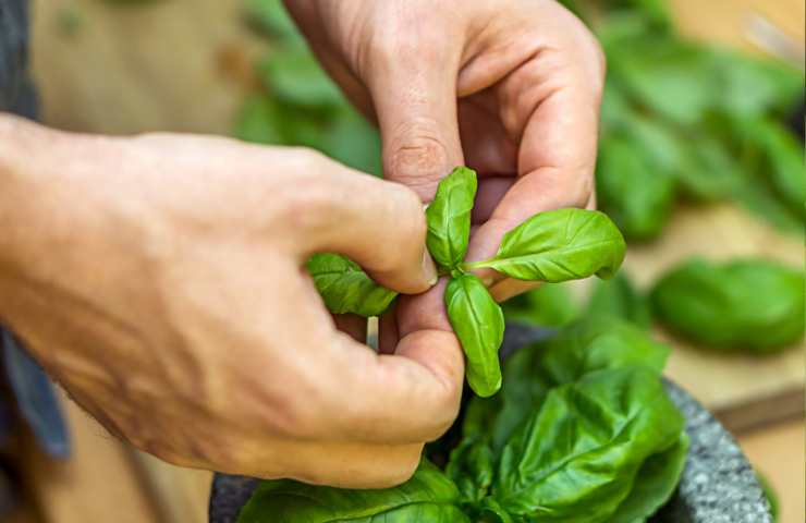 Coltivare il basilico