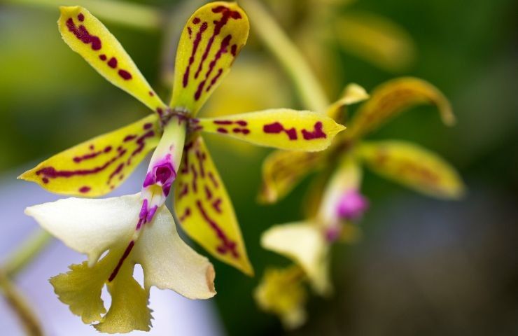 epidendrum pianta