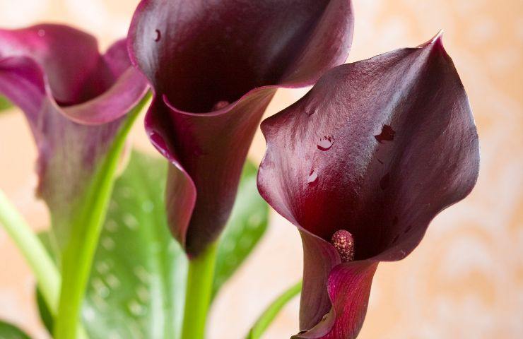 piantare fiore nero casa