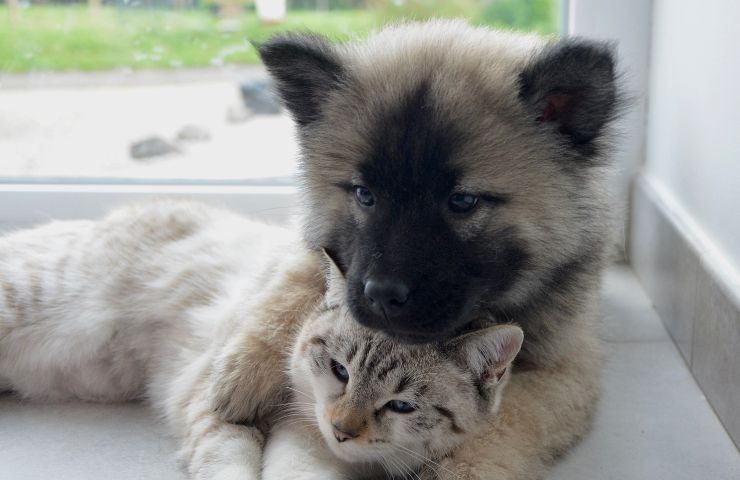 sono un tipo da gatto o cane?