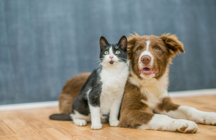 meglio cane o gatto