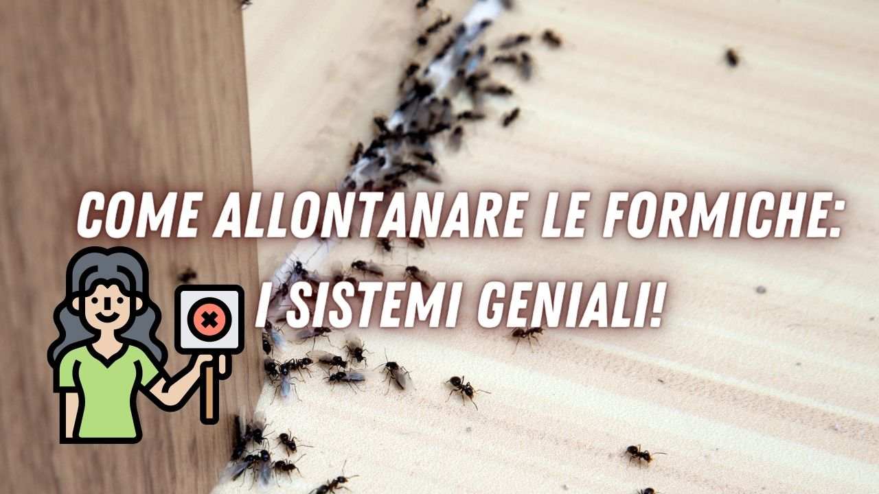 sistemi formiche