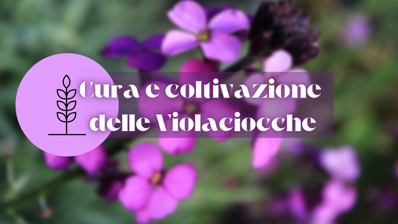 violaciocche fiori cura