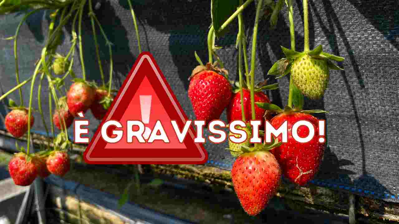 fragole allerta italia siccità 2023 cambiamento climatico effetti