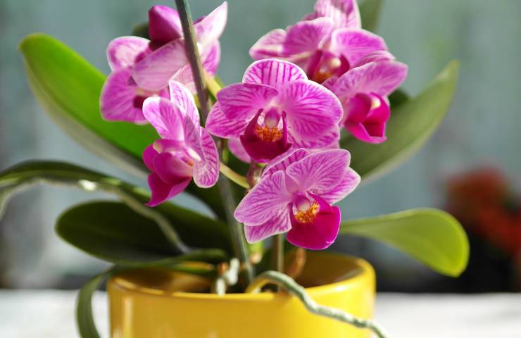 Delle orchidee in vaso