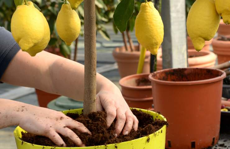 Delle piante di limone in vaso