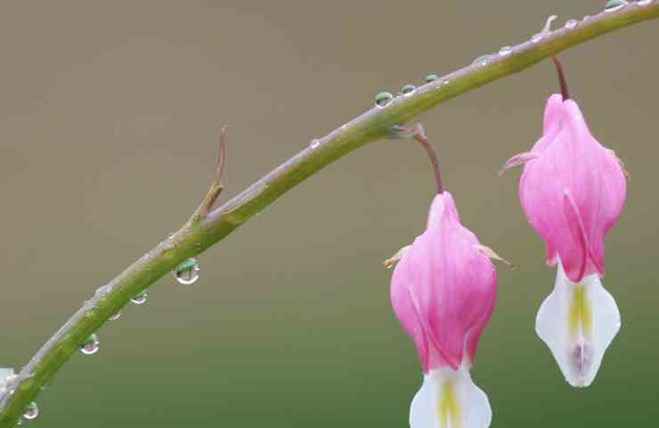 Dicentra cura