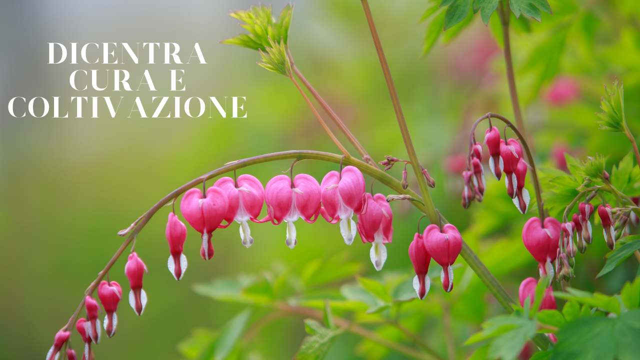 Dicentra cura