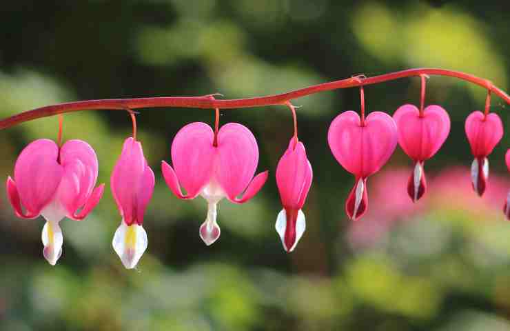 Dicentra cure