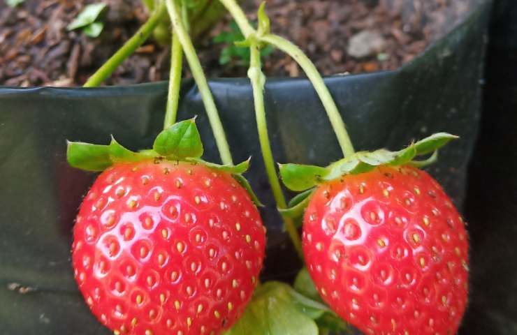 Due fragole da una pianta in dettaglio