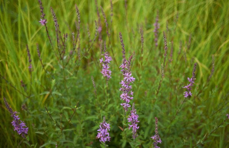 Lythrym Salicaria Viola