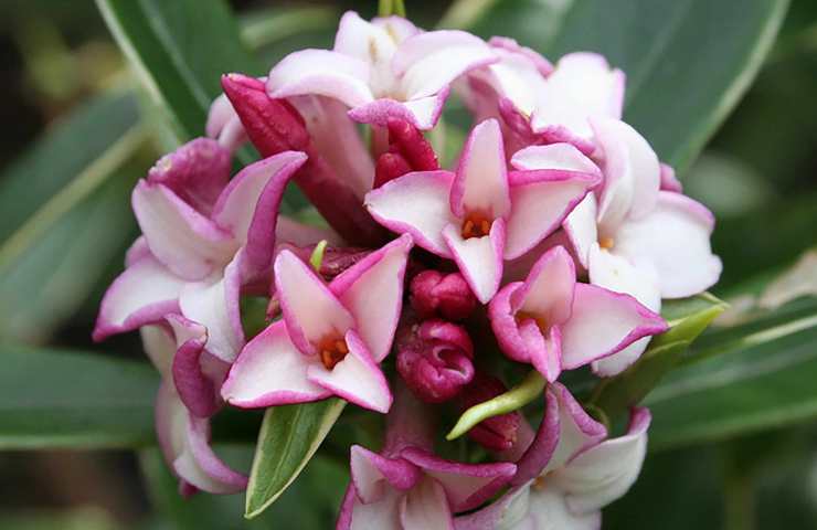 Daphne come coltivare pianta fiori