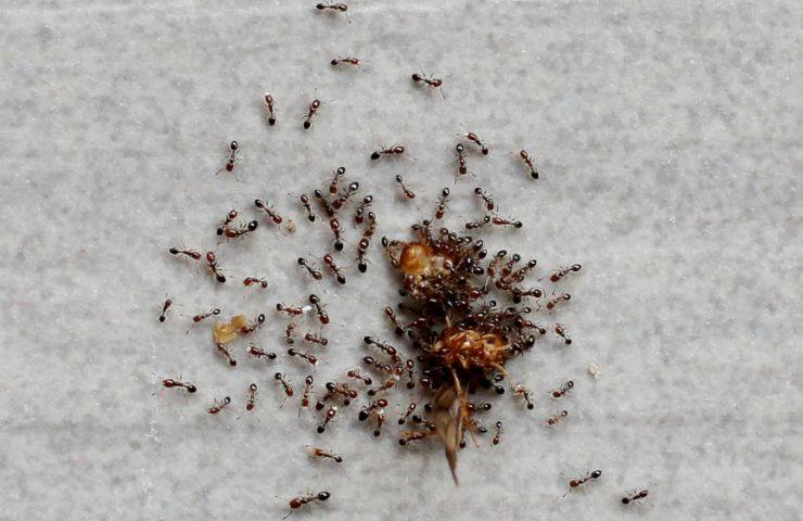 allontanare le formiche 