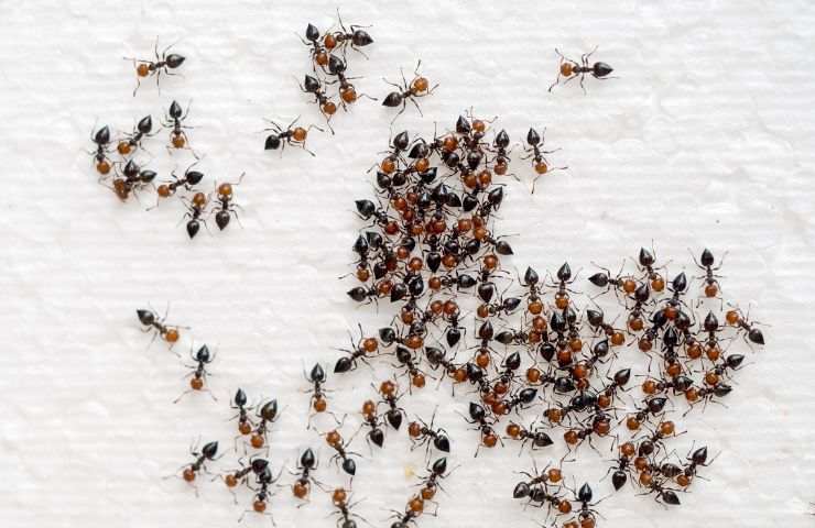 come tenere lontano le formiche