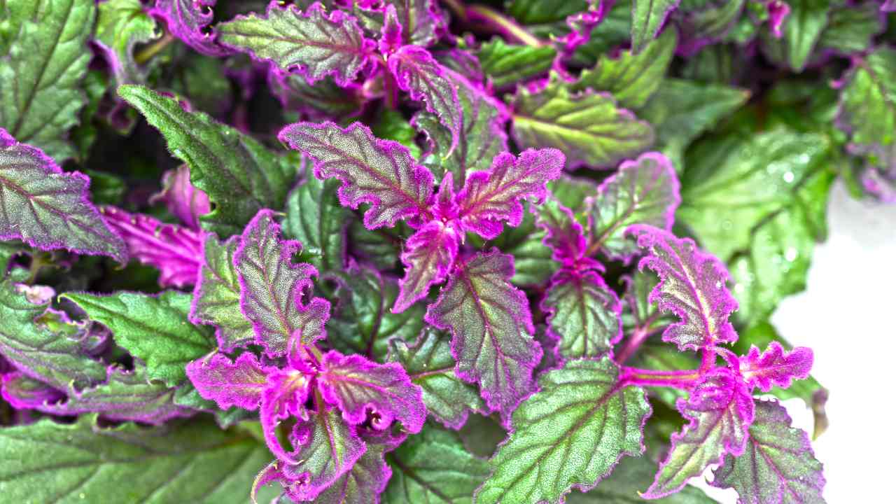 Particolarissima La Gynura La Pianta Dalle Foglie Viola Particolarissima La Gynura La Pianta Dalle Foglie Viola