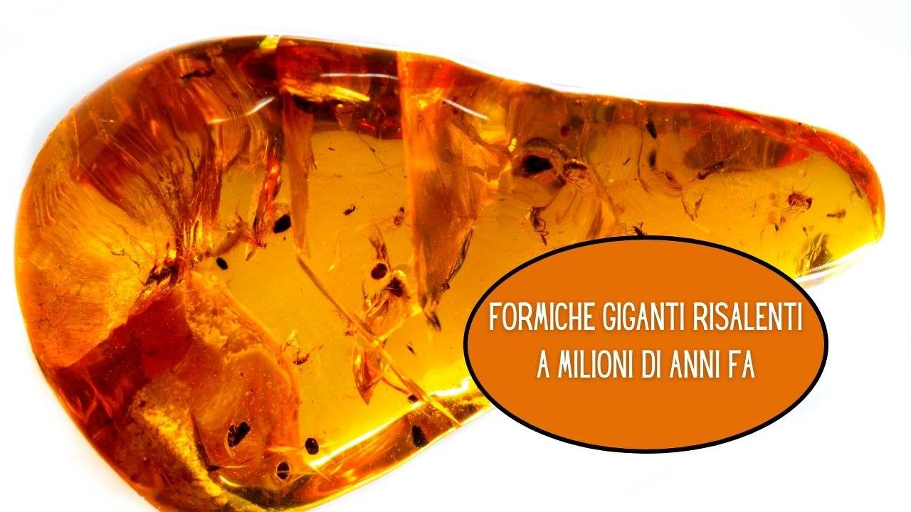 trovati insetti giganti