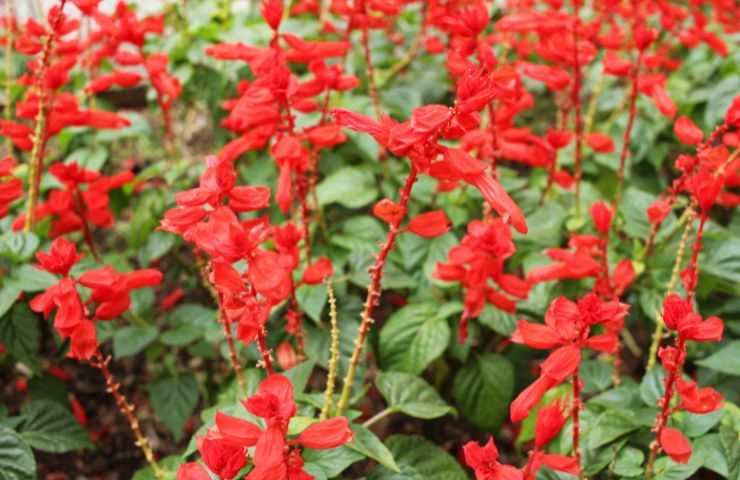 coltivazione salvia splendens