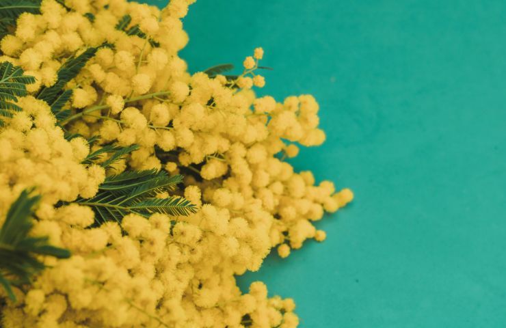 Mimose