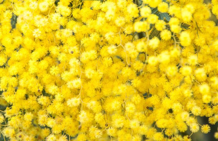 Mimose